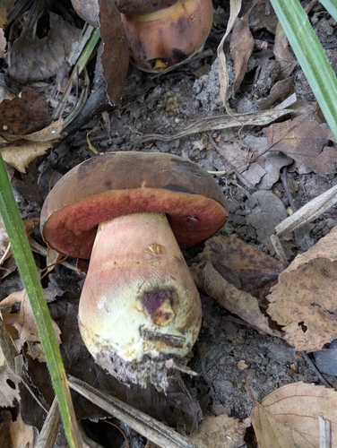 Flockenstieliger Hexenröhrling