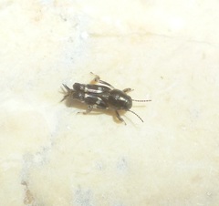 Tridactylidae