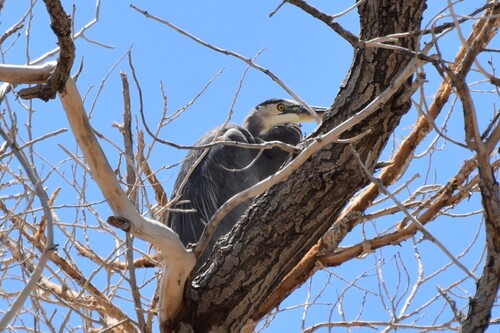 iNaturalist observation 2025-09-08