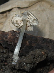 Pluteus hispidulus