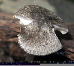 Pluteus hispidulus