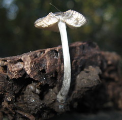 Pluteus hispidulus