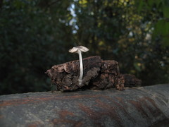 Pluteus hispidulus