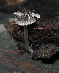 Pluteus hispidulus
