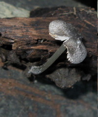 Pluteus hispidulus