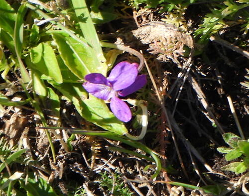 Viola gmeliniana, photograph 3