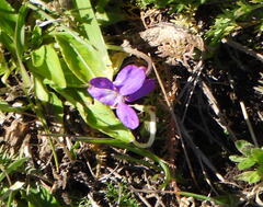 Viola gmeliniana, photograph Анна Васильченко, CC BY, iNaturalist via GBIF