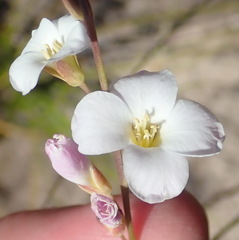 Heliophila glauca
