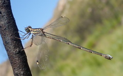 Chlorolestes tessellatus