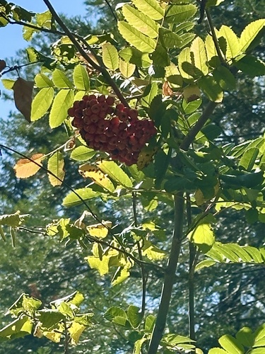 California mountain ash (Sorbus californica)