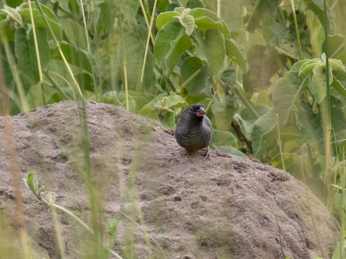 Quailfinch (Ortygospiza atricollis), photo 4
