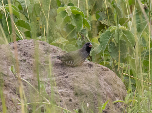 Quailfinch (Ortygospiza atricollis), photo 5