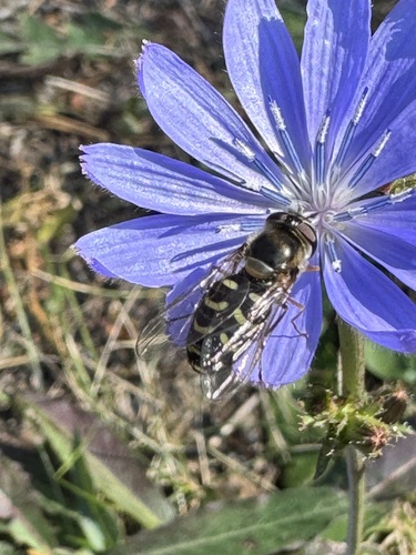Unknown species found near Missoula County, US-MT, US