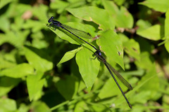 Argia pulla