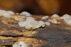 Exidia thuretiana