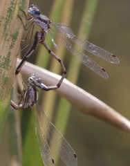 Lestes australis