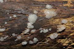 Exidia thuretiana