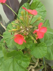 Pelargonium