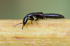 Gyrohypnus fracticornis