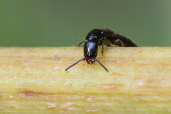 Gyrohypnus fracticornis