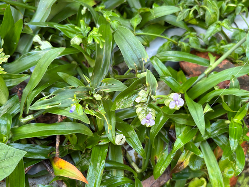 Murdannia bracteata, photograph 1