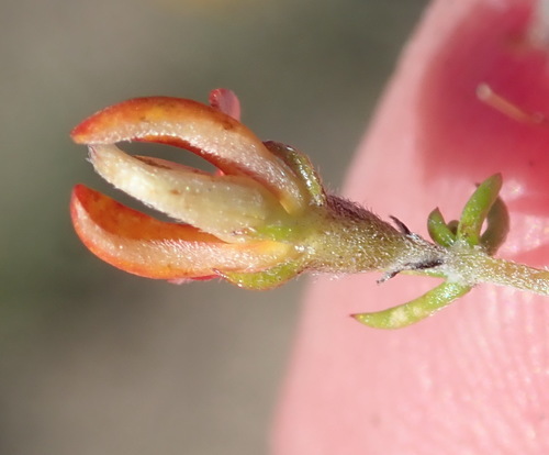 Image of Aspalathus rubens by (c) Nicola van Berkel, some rights reserved (CC BY-SA)