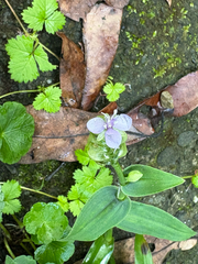 Murdannia bracteata, photograph (c) 黃美滿, some rights reserved (CC BY)
