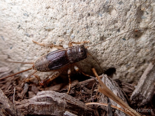 Japanese Burrowing Cricket photo 6