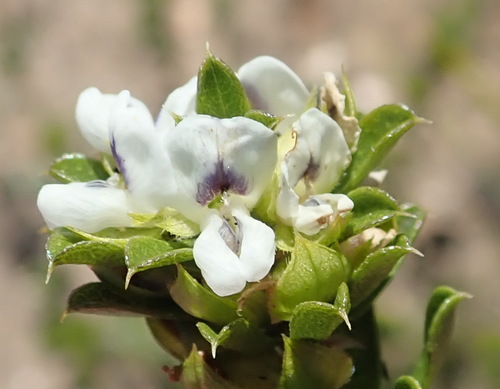 Image of Psoralea heterosepala by (c) Nicola van Berkel, some rights reserved (CC BY-SA)