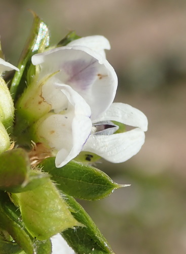 Image of Psoralea heterosepala by (c) Nicola van Berkel, some rights reserved (CC BY-SA)