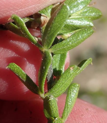 Image of Psoralea heterosepala by (c) Nicola van Berkel, some rights reserved (CC BY-SA)