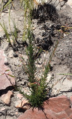 Wiborgiella mucronata