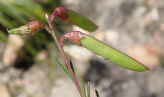 Wiborgiella mucronata