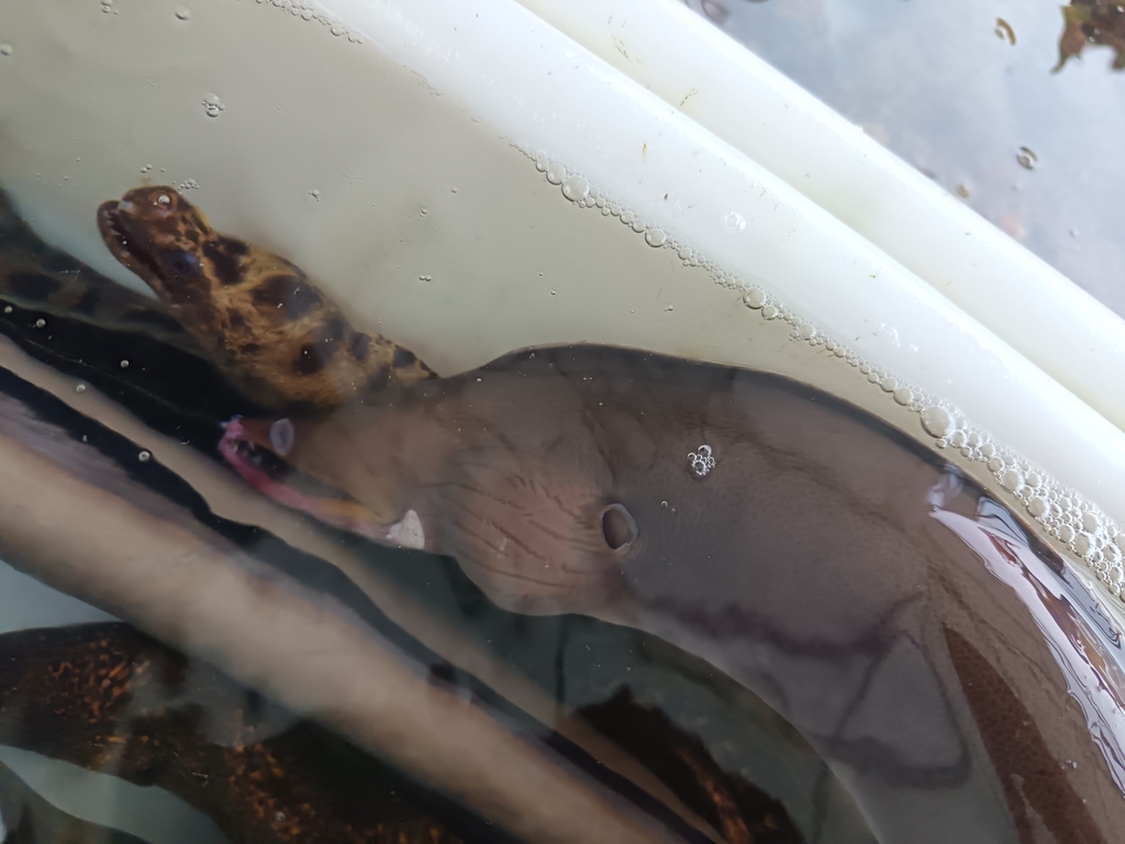 Bentjaw Moray