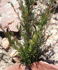 Wiborgiella mucronata
