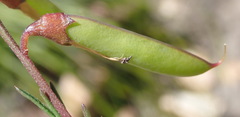 Wiborgiella mucronata