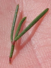 Wiborgiella mucronata