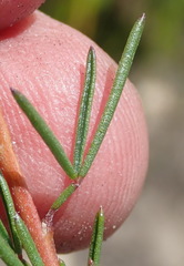 Wiborgiella mucronata