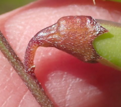 Wiborgiella mucronata