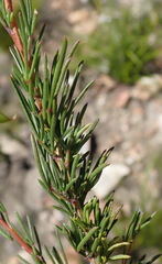 Wiborgiella mucronata