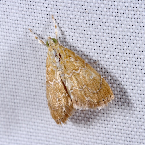 White-roped Glaphyria Moth photo 6