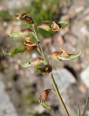 Wiborgiella mucronata