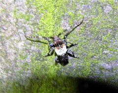 Pogonocherus hispidulus