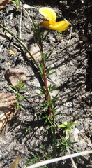 Wiborgiella mucronata