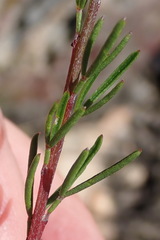 Wiborgiella mucronata