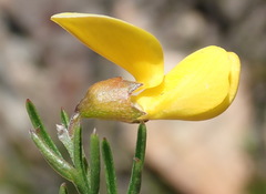 Wiborgiella mucronata
