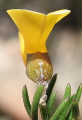 Wiborgiella mucronata