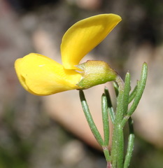 Wiborgiella mucronata