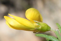 Wiborgiella mucronata