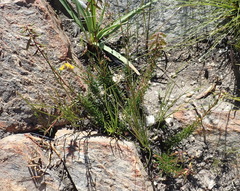 Wiborgiella mucronata